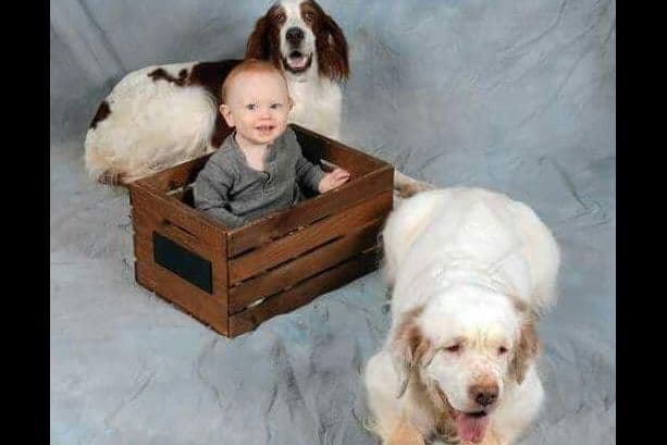 Irish Red and White Setter Puppies breeder image 4