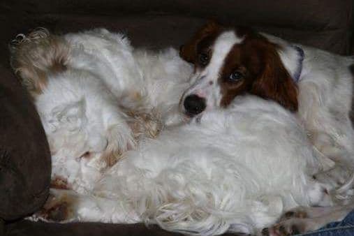 Irish Red and White Setter Puppies breeder image 3