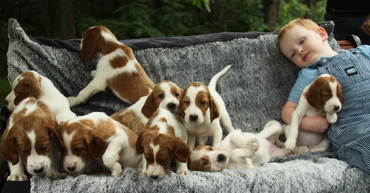 Irish Red and White Setter Puppies breeder image 21