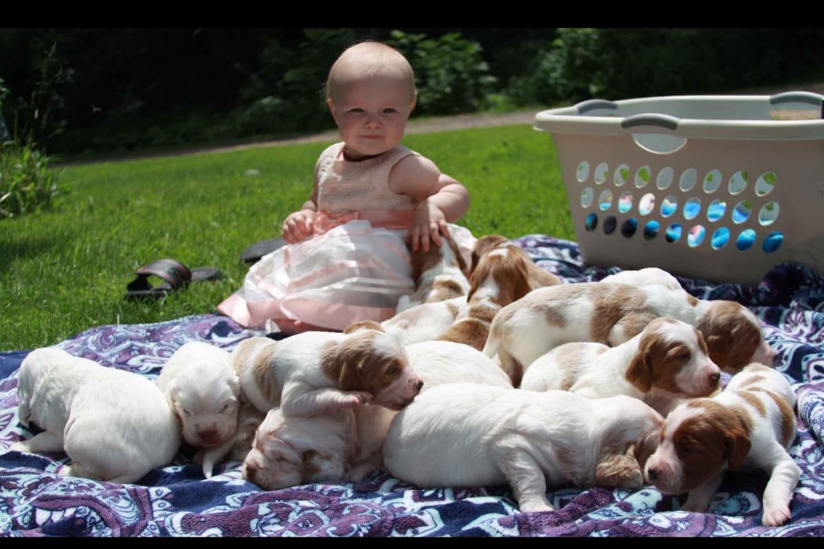 Irish Red and White Setter Puppies breeder image 1