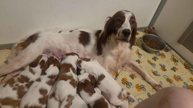 Irish Red and White Setter Puppies media 2
