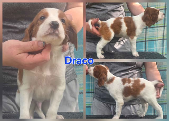 Irish Red and White Setter Puppies media 3