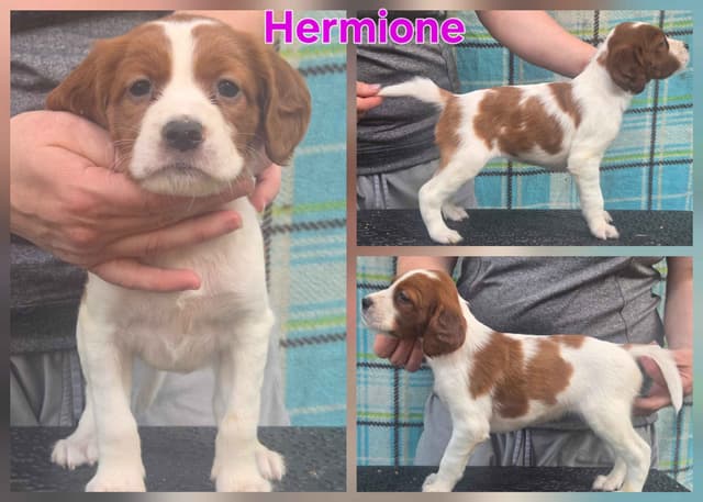 Irish Red and White Setter Puppies media 4