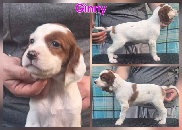 Irish Red and White Setter Puppies media 5