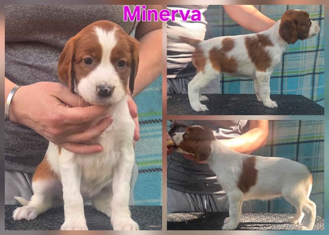 Irish Red and White Setter Puppies media 6