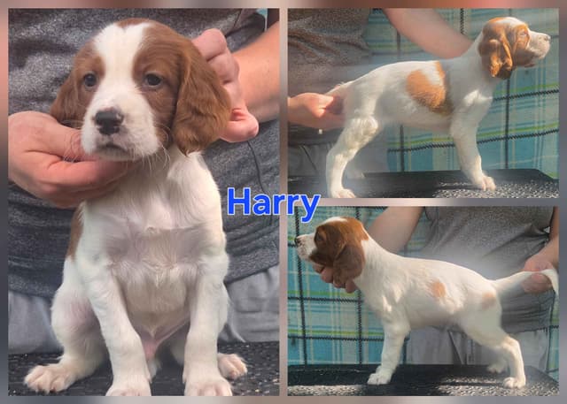 Irish Red and White Setter Puppies media 7
