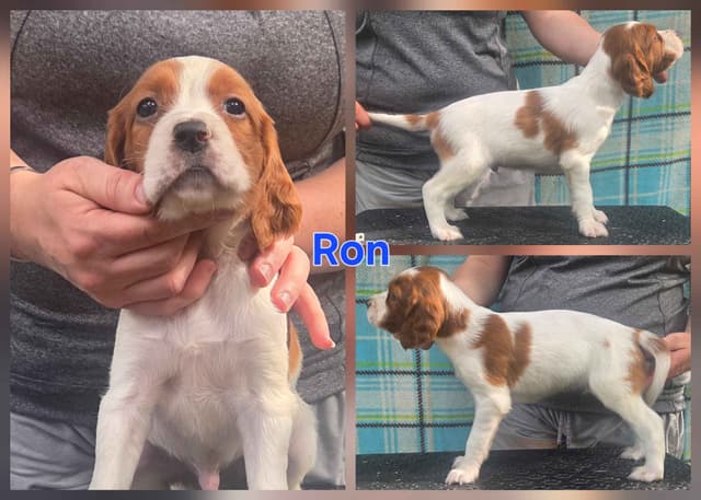 Irish Red and White Setter Puppies media 8
