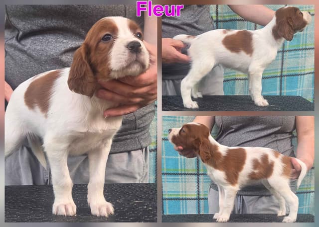 Irish Red and White Setter Puppies media 9