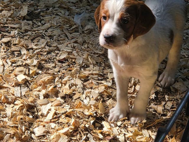 Irish Red and White Setter Puppies media 10