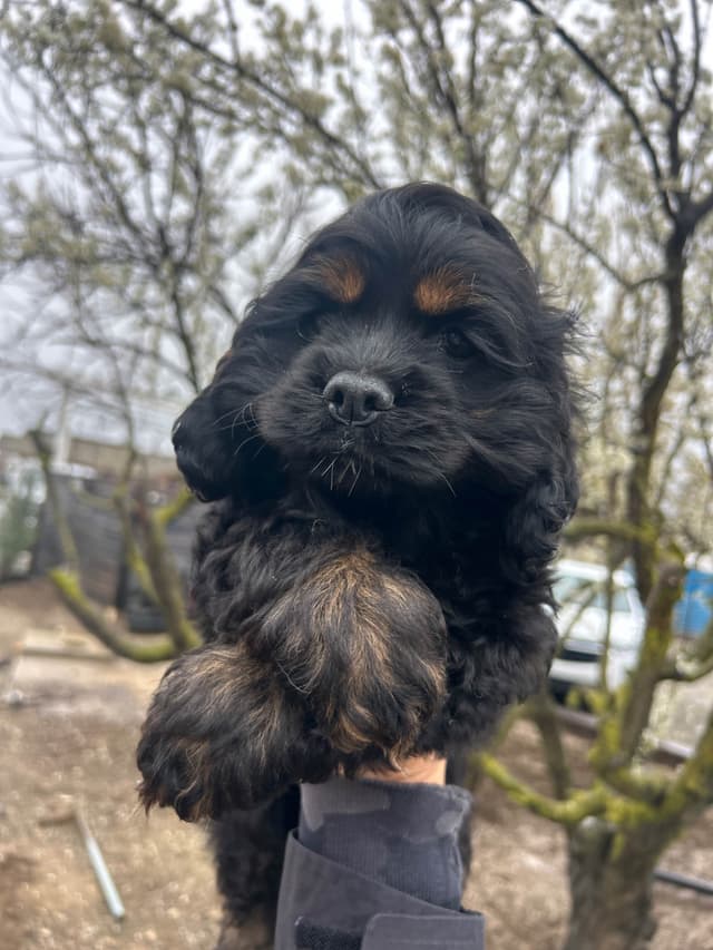 Cocker Spaniel Puppies media 2