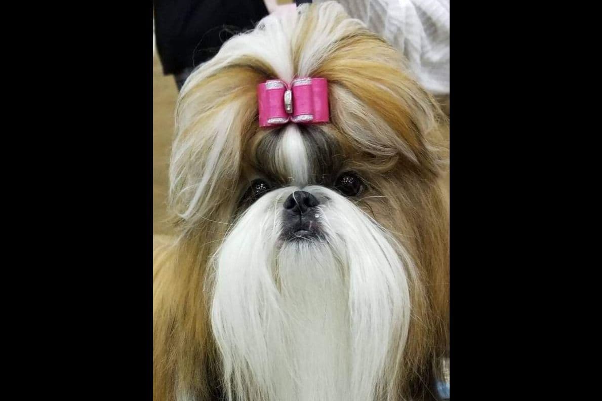 Shih Tzu Puppies breeder image 16