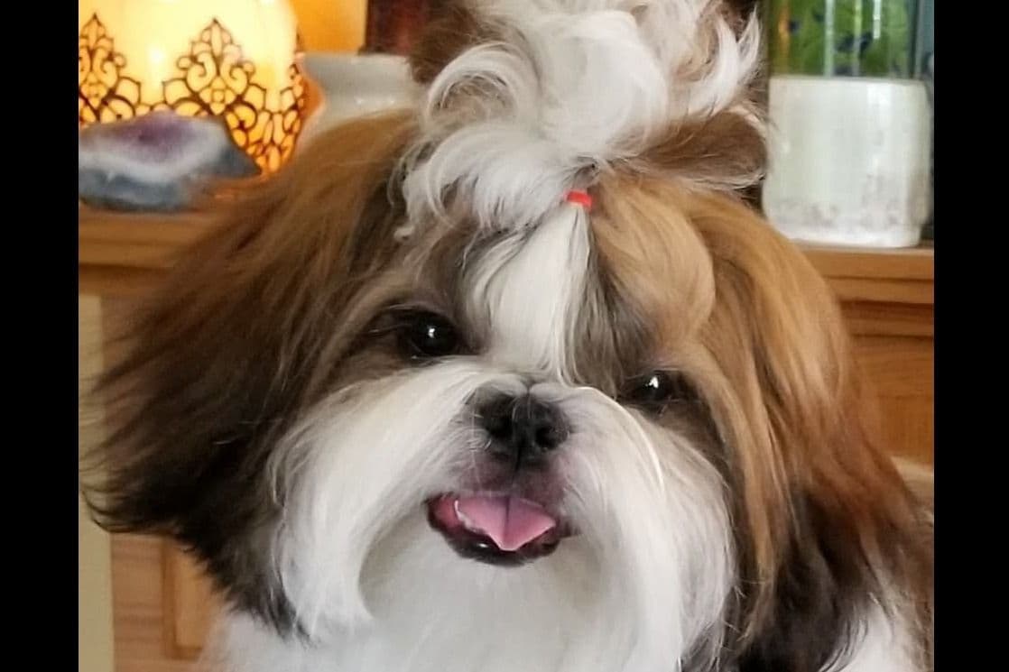 Shih Tzu Puppies breeder image 9