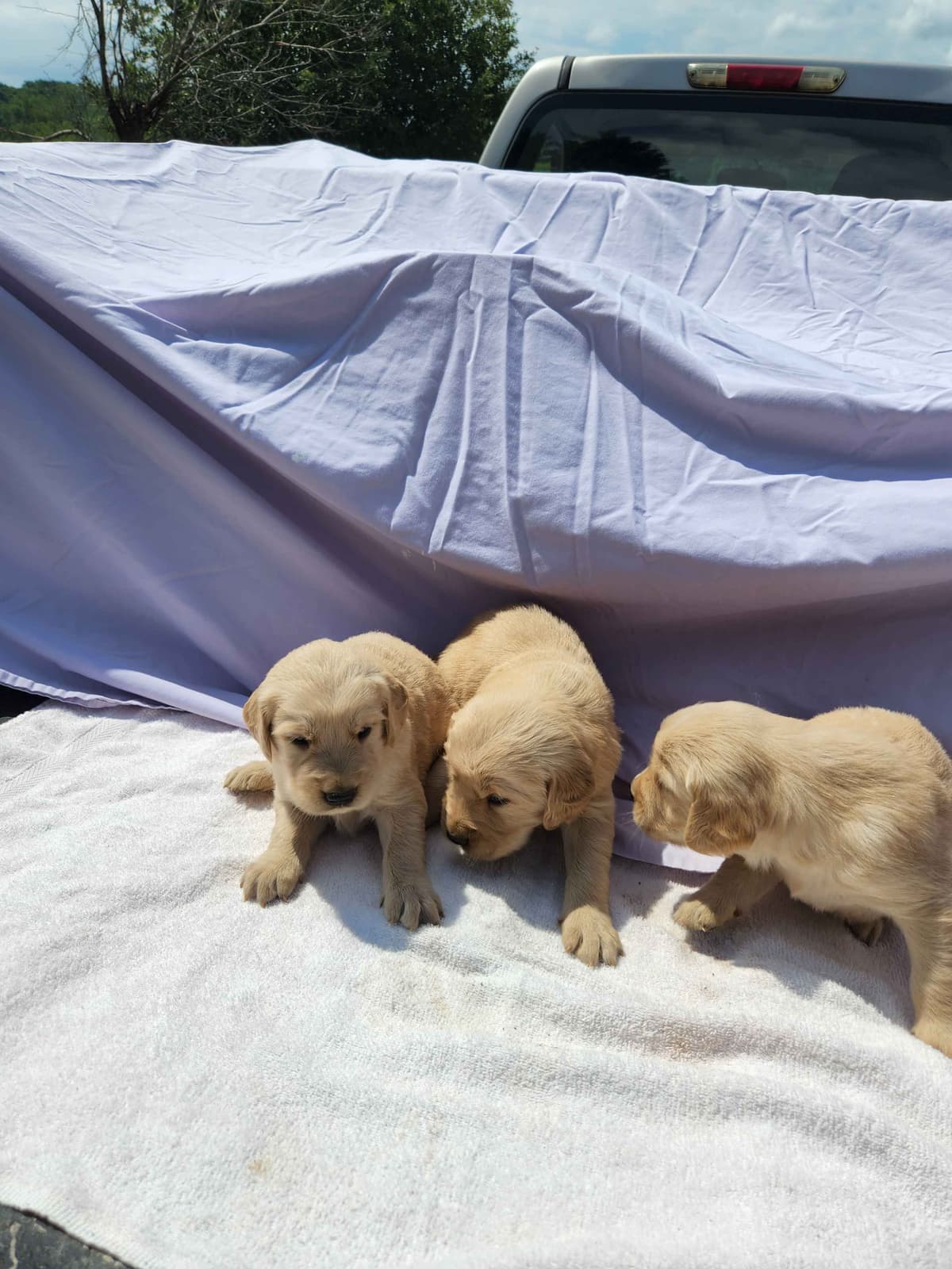 Golden Retriever Puppies breeder image 1