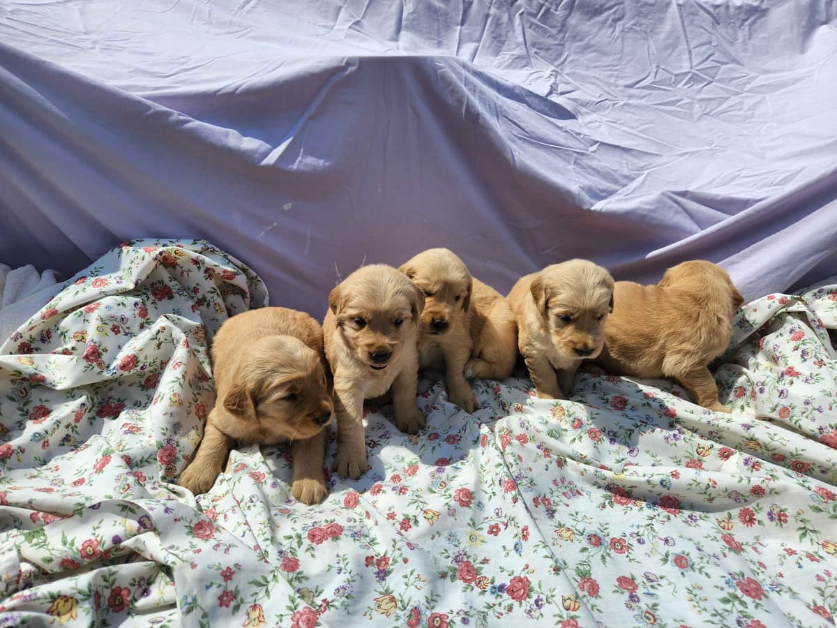 Golden Retriever Puppies breeder image 3