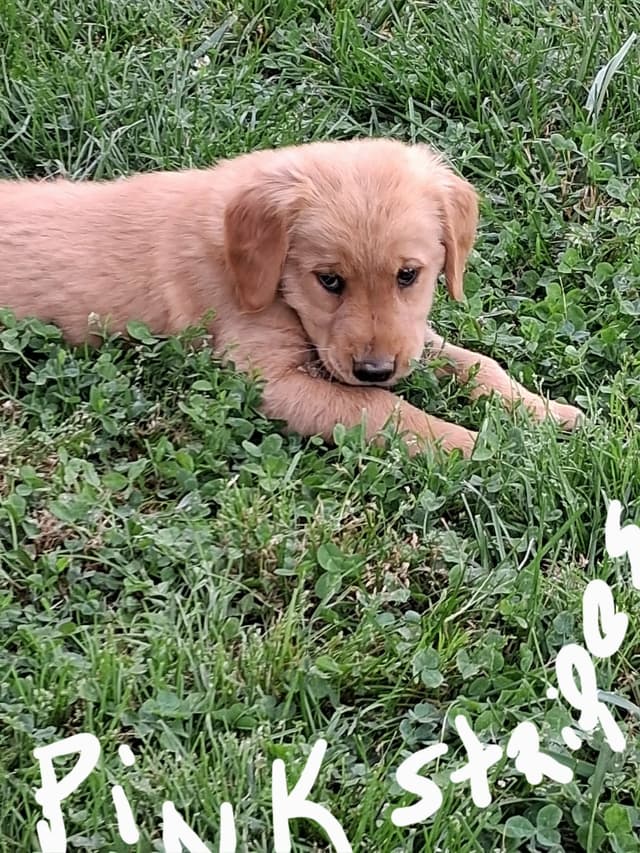 Golden Retriever Puppies media 3