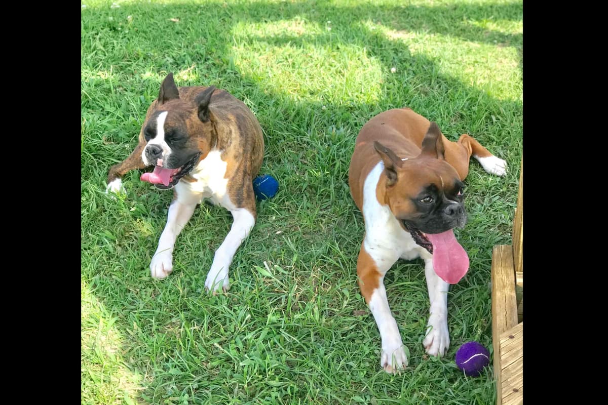 Boxer Puppies breeder image 2