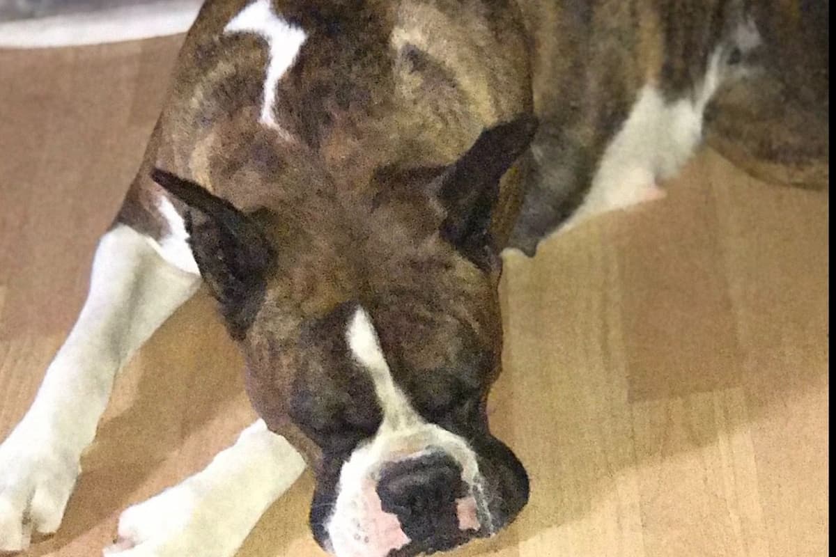 Boxer Puppies breeder image 4