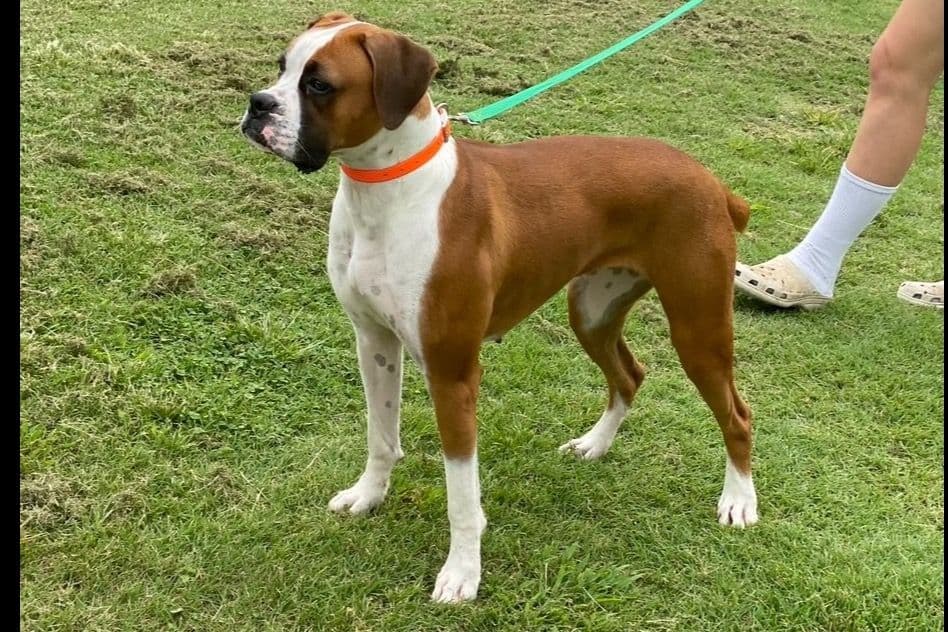 Boxer Puppies breeder image 5