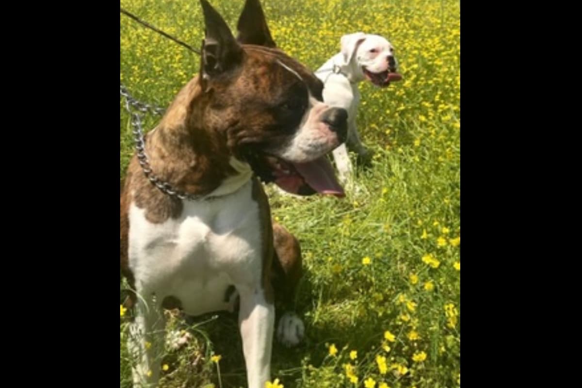 Boxer Puppies breeder image 6