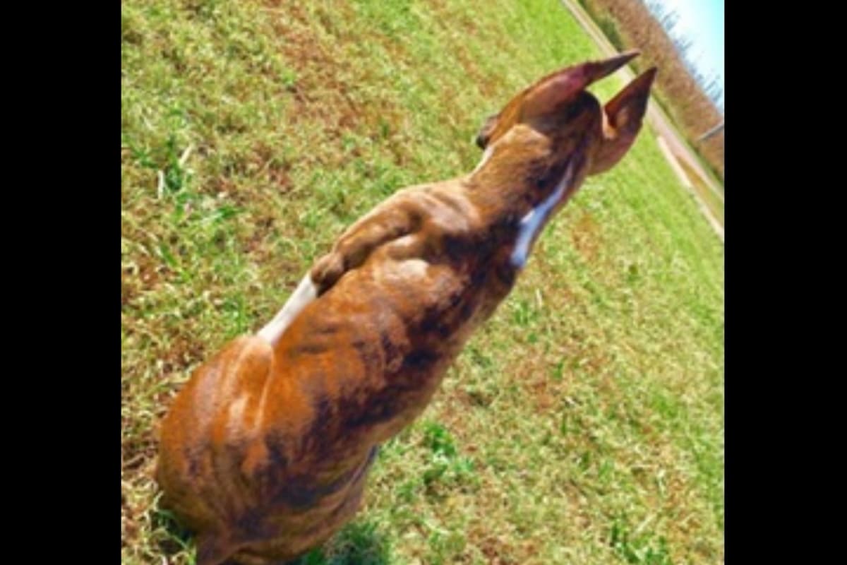Boxer Puppies breeder image 7
