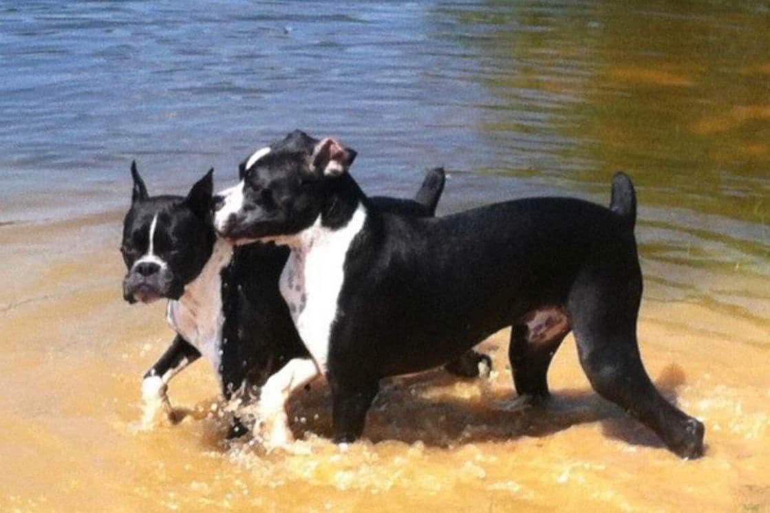 Boxer Puppies breeder image 9