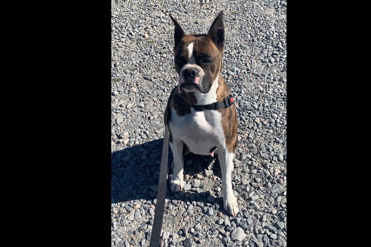 Boxer Puppies breeder image 10
