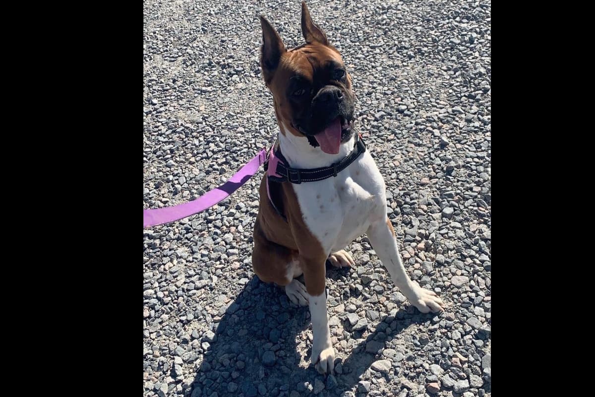 Boxer Puppies breeder image 11
