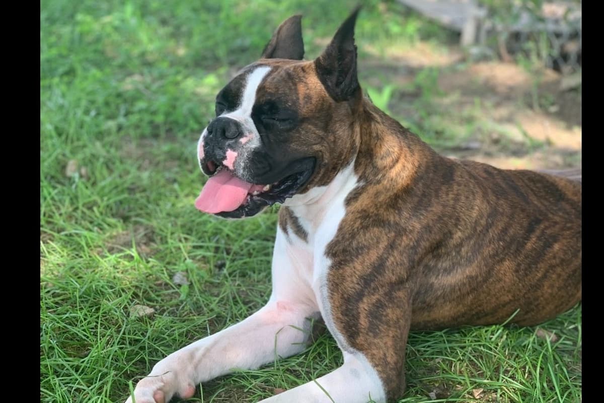 Boxer Puppies breeder image 12