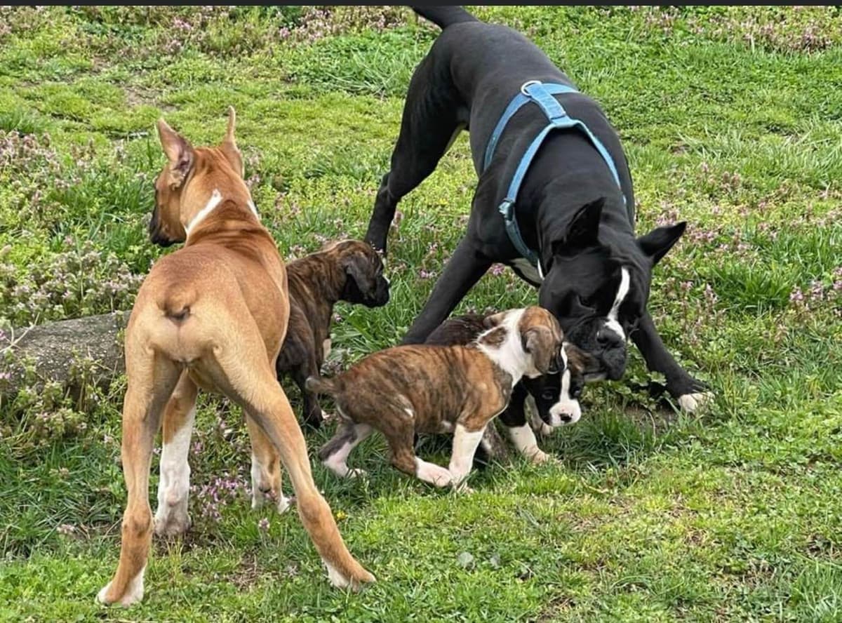 Boxer Puppies breeder image 15