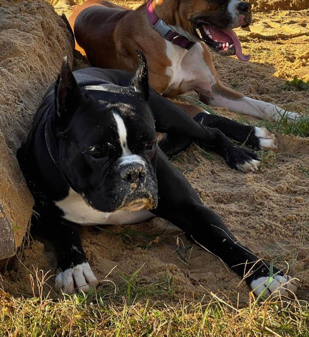 Boxer Puppies breeder image 17