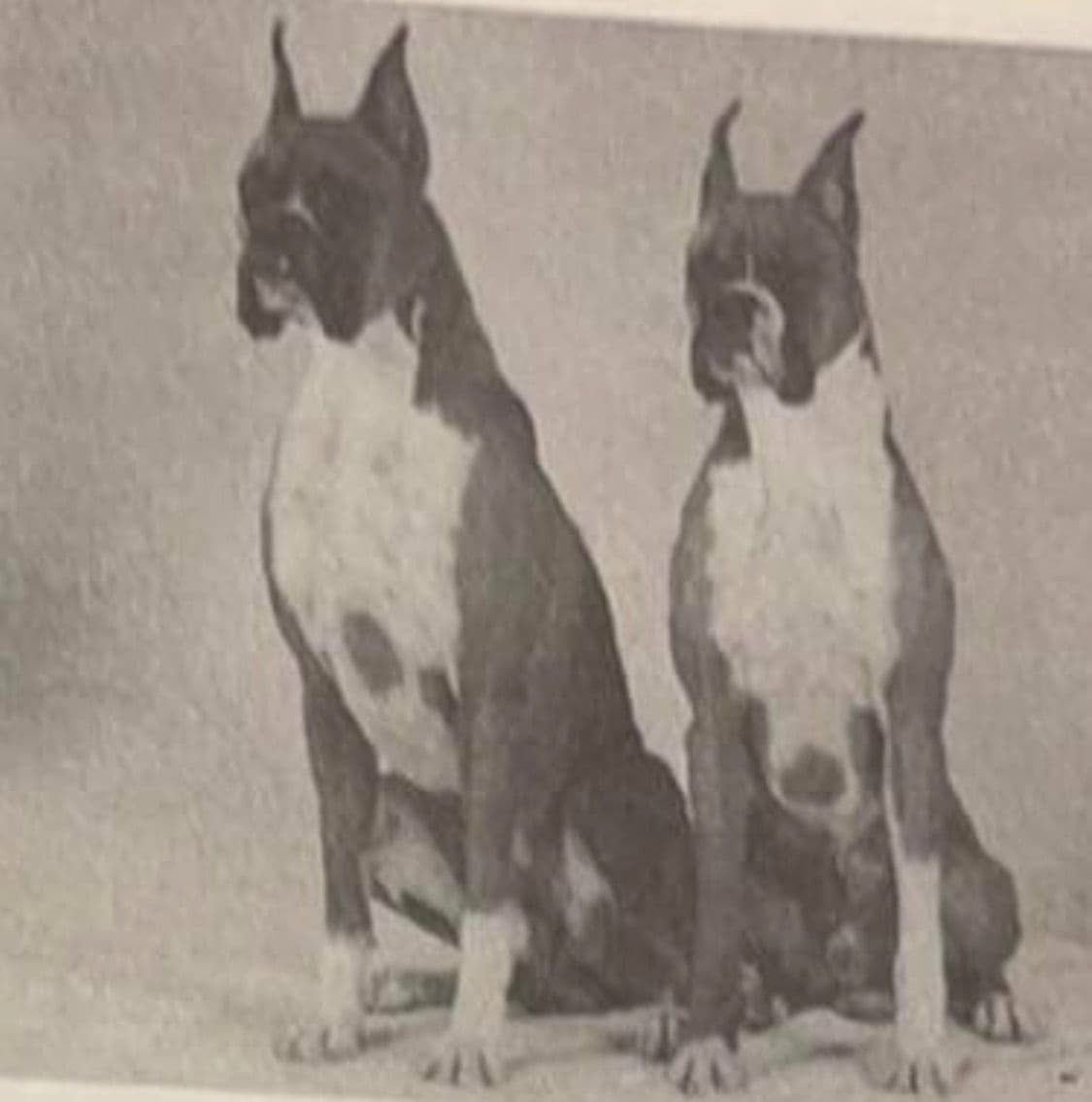 Boxer Puppies breeder image 18