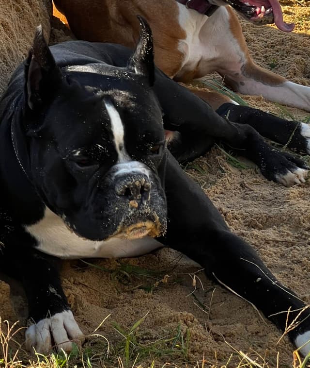 Boxer Puppies media 2