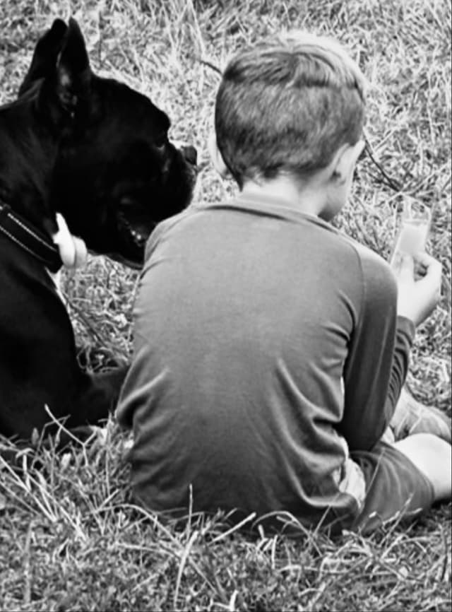Boxer Puppies media 4