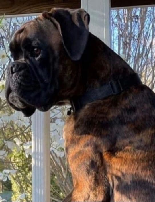 Boxer Puppies media 3