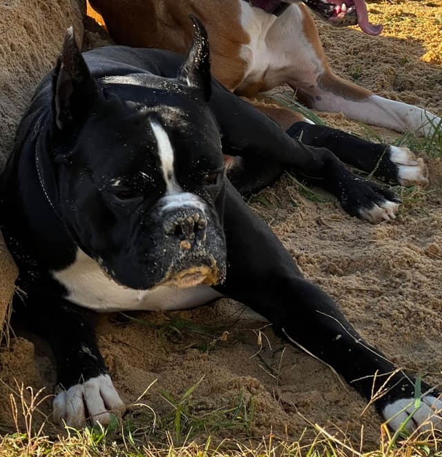 Boxer Puppies media 4