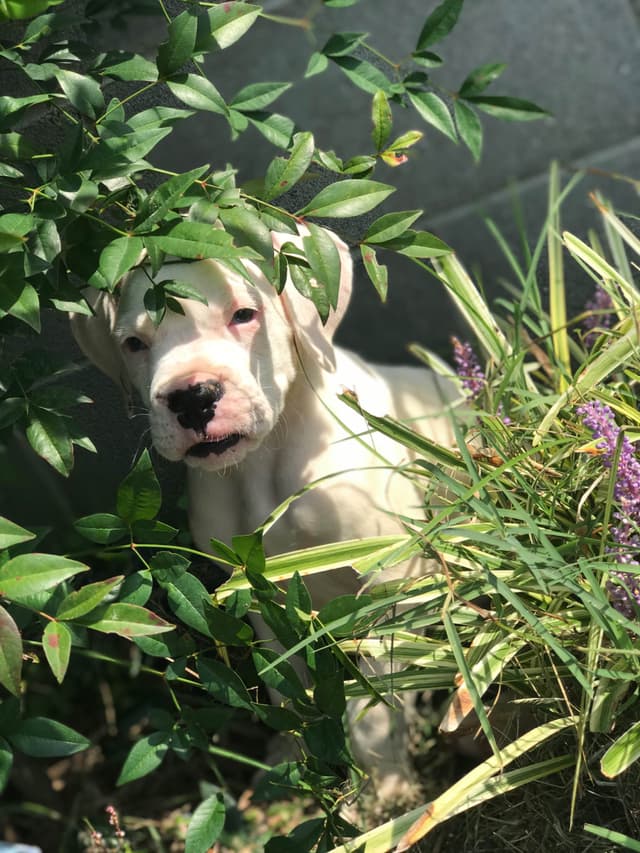 Boxer Puppies media 6