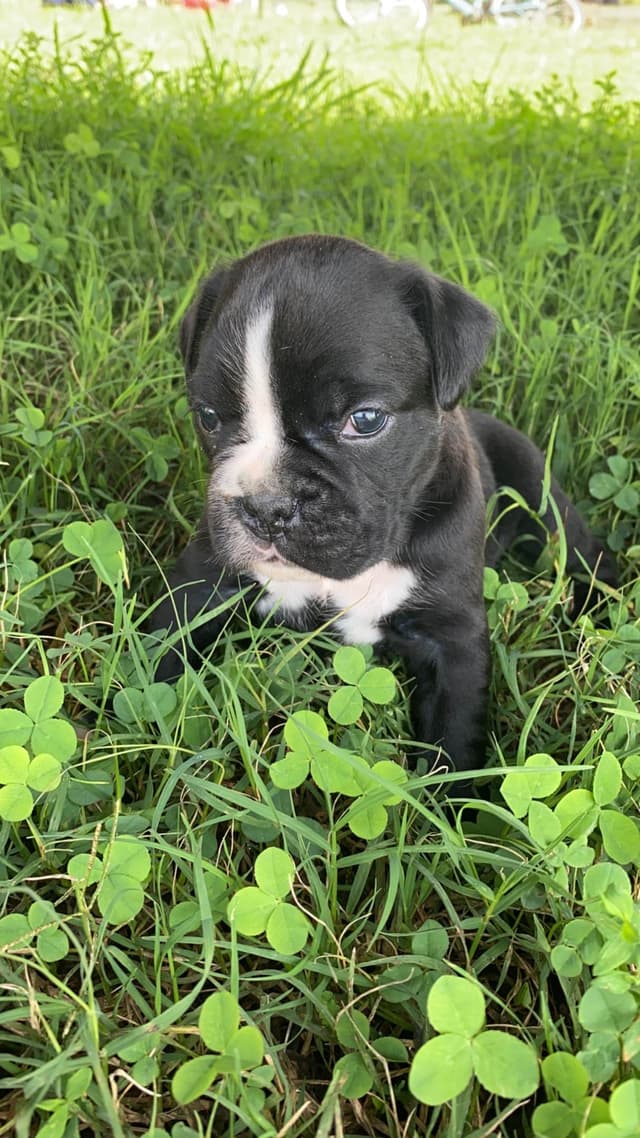 Boxer Puppies media 9