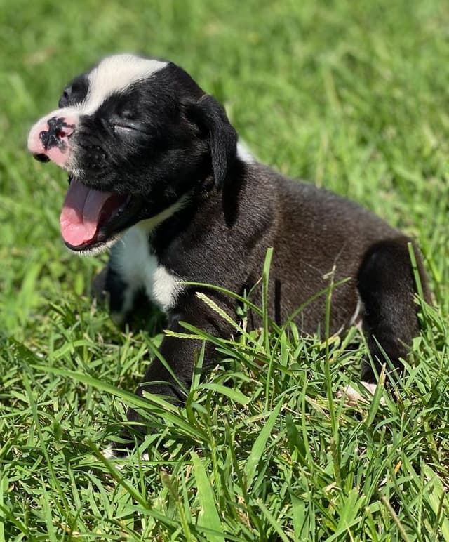 Boxer Puppies media 7