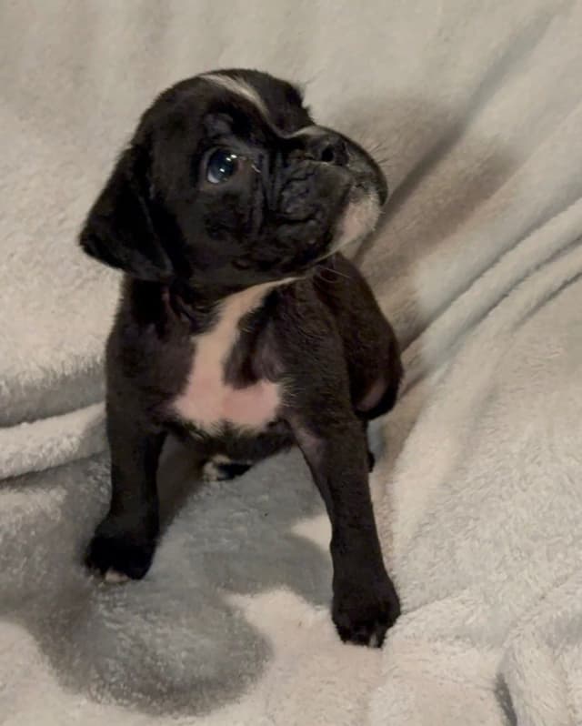 Boxer Puppies media 9