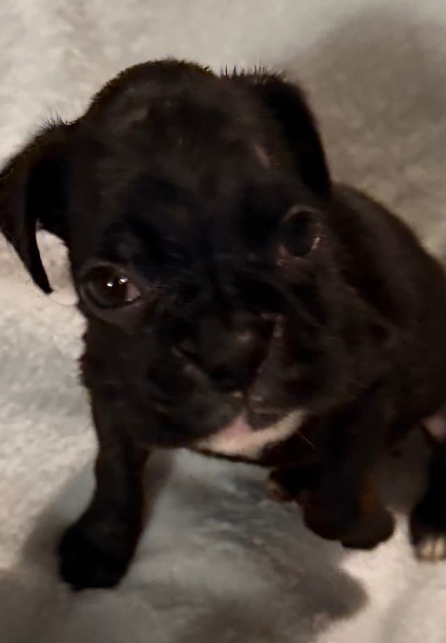 Boxer Puppies media 10
