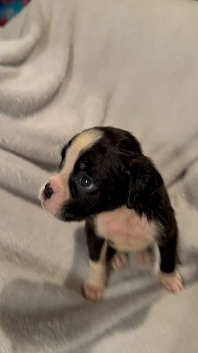 Boxer Puppies media 11