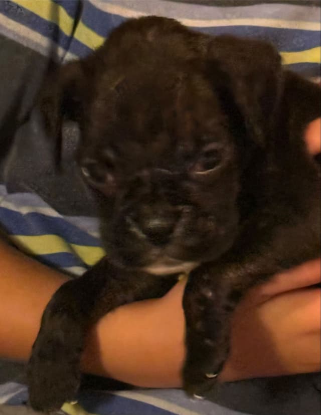 Boxer Puppies media 13