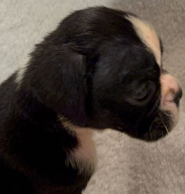 Boxer Puppies media 12