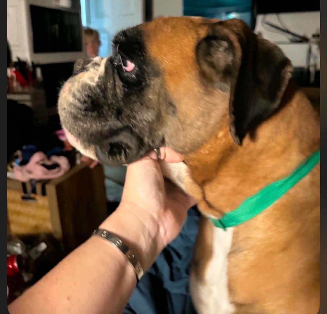 Boxer Puppies breeder image 22