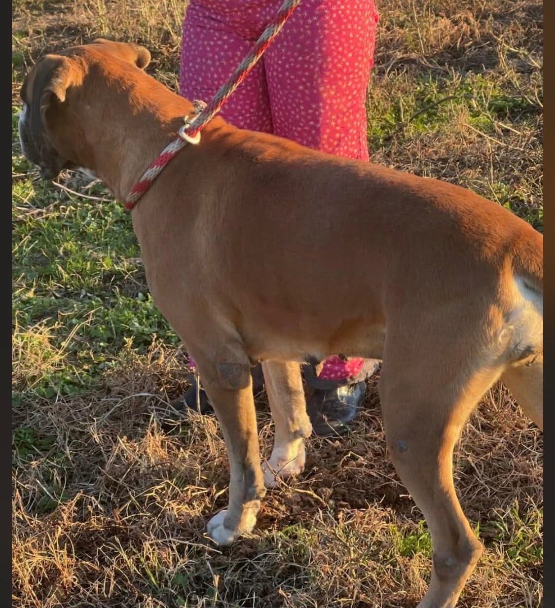 Boxer Puppies breeder image 24