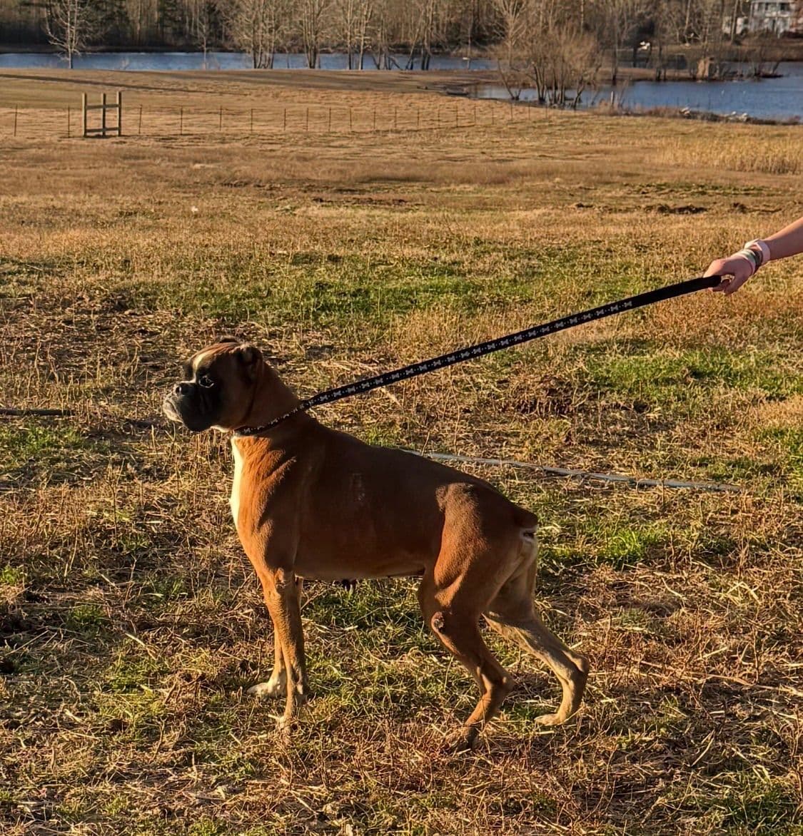 Boxer Puppies breeder image 25