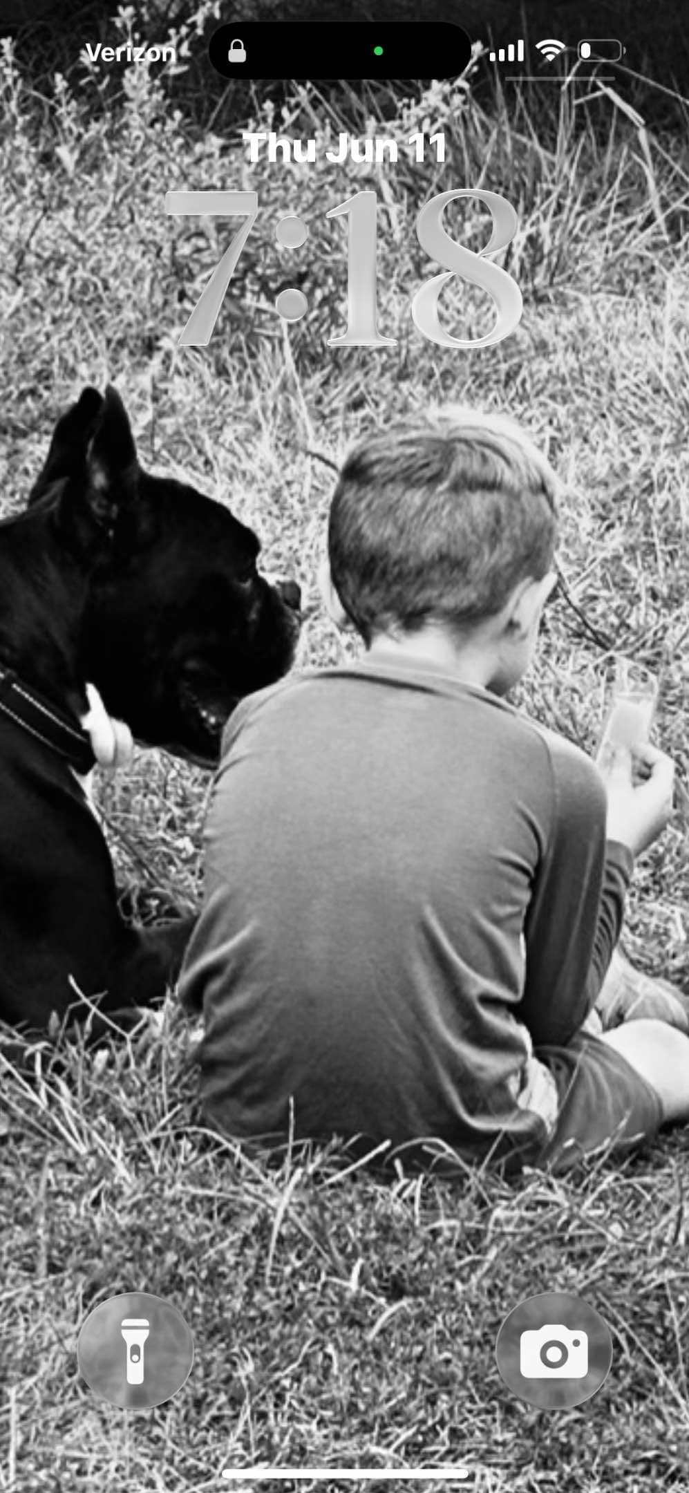 Boxer Puppies breeder image 28