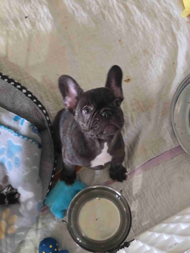 French Bulldog Puppy media 4