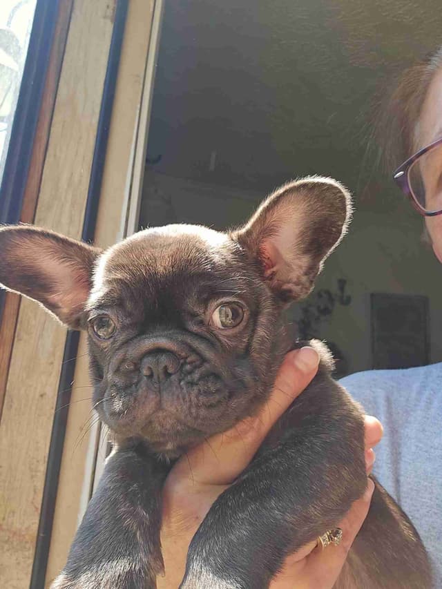 French Bulldog Puppy media 2