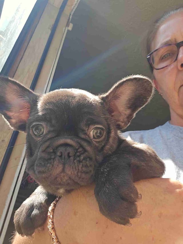 French Bulldog Puppy media 3